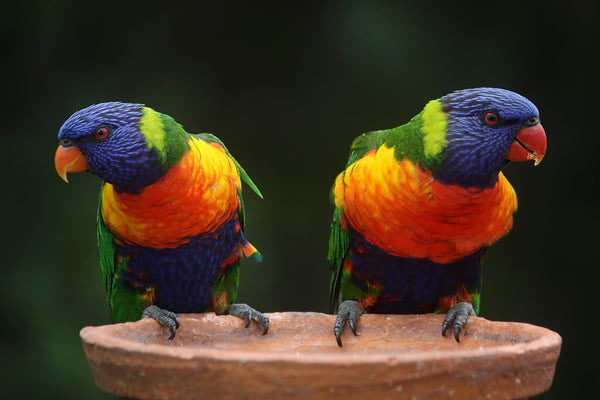 Find Everything You Need for Your Exotic Birds at Just 4 Birds