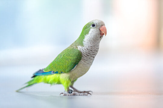 Live Birds