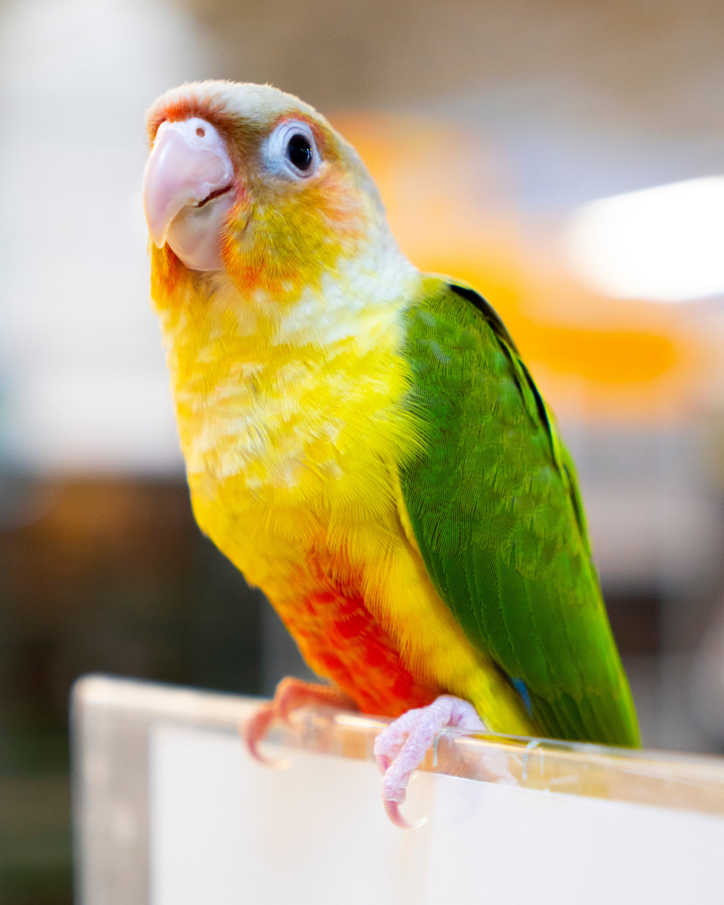 Live Birds