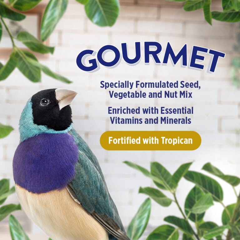 Hagen B2430 Gourmet Premium Seed Blend for Finches