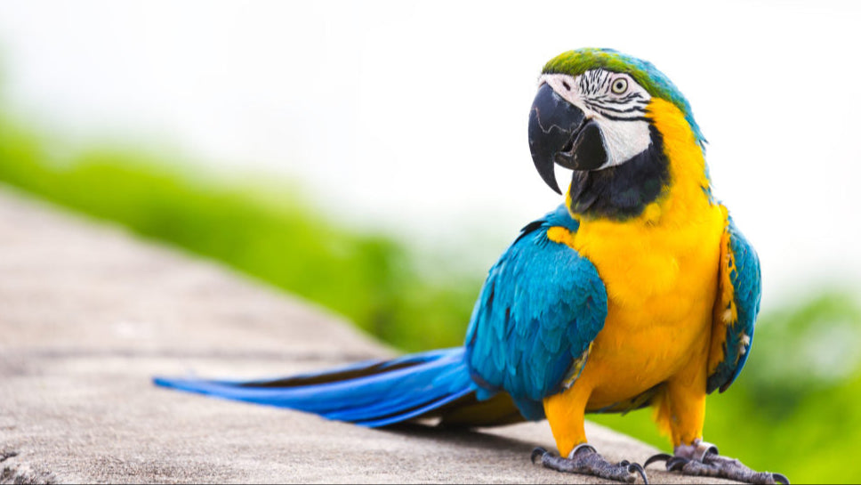 Live Birds