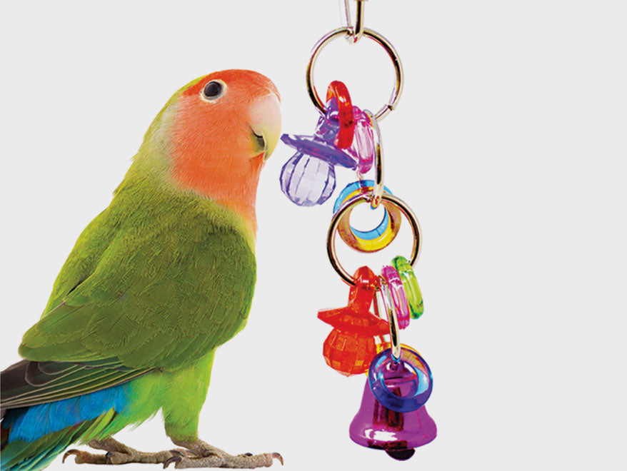 Live Birds