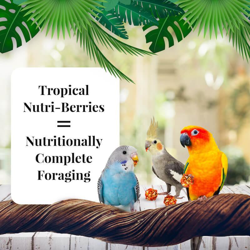Lafeber's Tropical Fruit Nutri-Berries Cockatiel Food