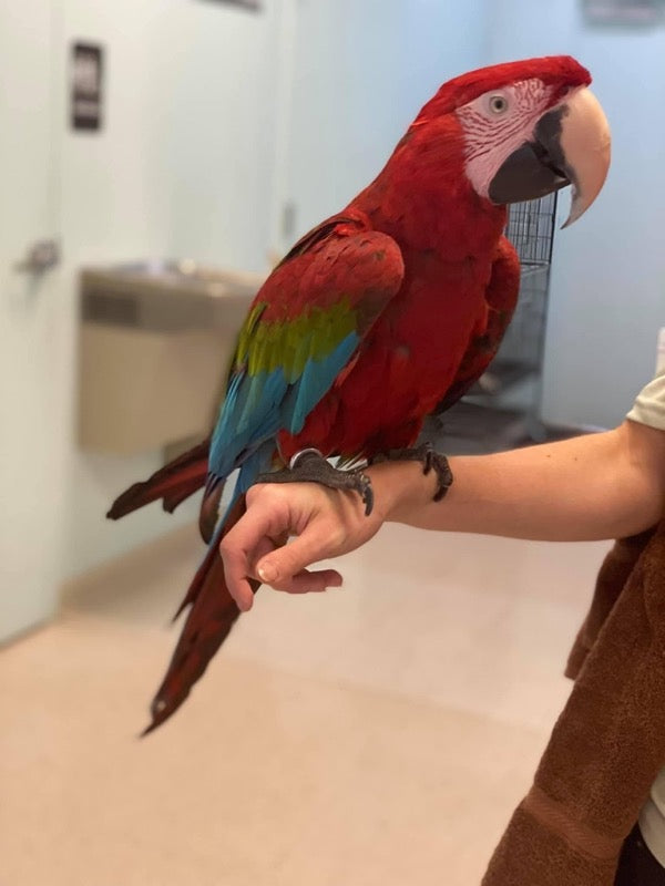 Green-winged Macaw for sale