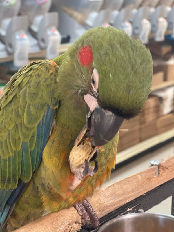 Red-fronted Macaw for sale