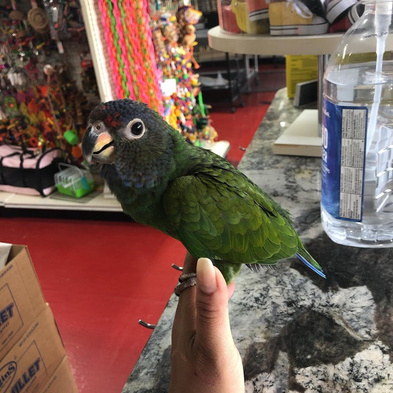 Pionus Parrot for sale