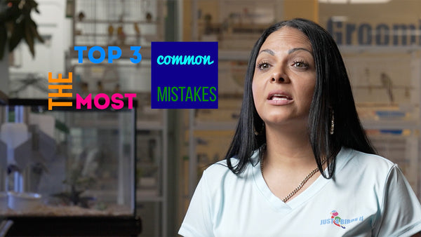 Top 3 Common Mistakes When Getting A Bird