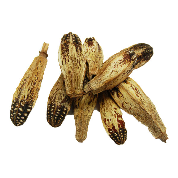 Zoo Max 807 Miss Mahogany