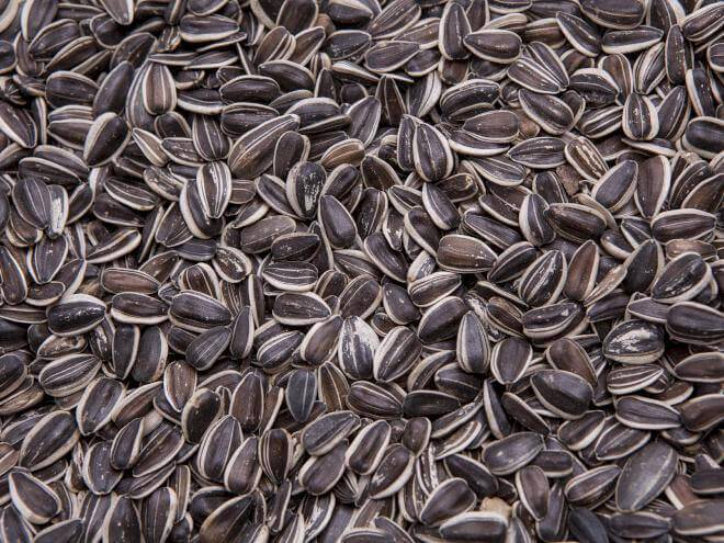 Higgins Sunflower Seed Bulk