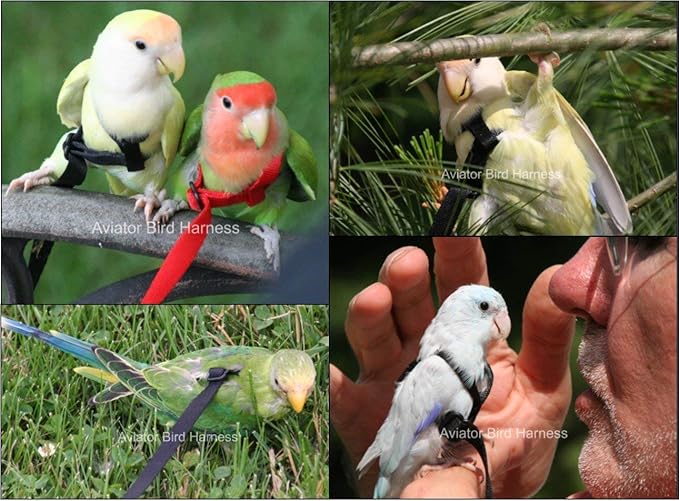 Aviator Bird Harness Mini Black