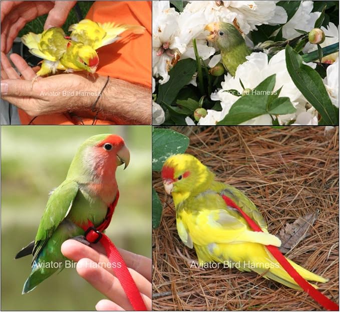 Aviator Bird Harness Mini Black