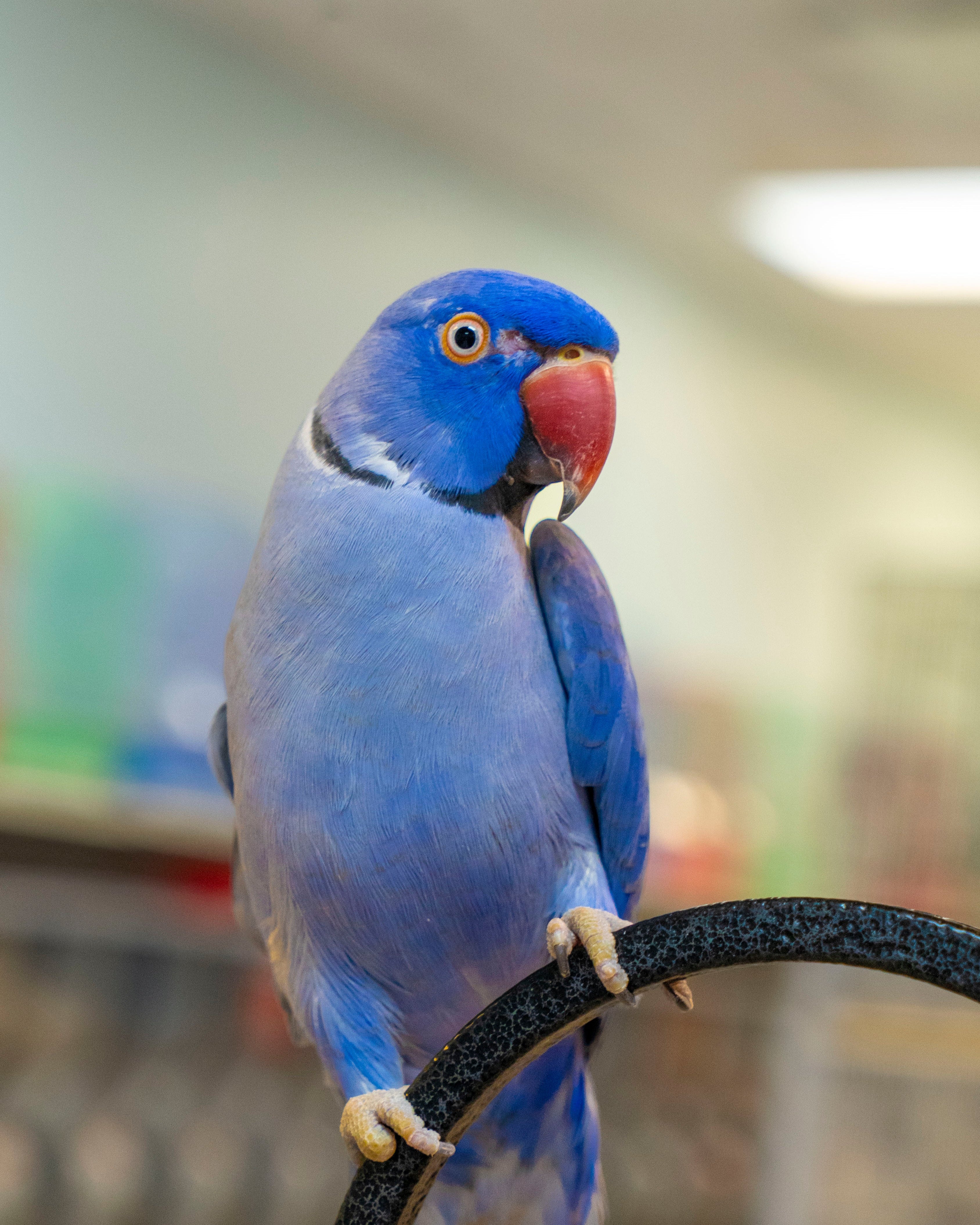 Live Birds
