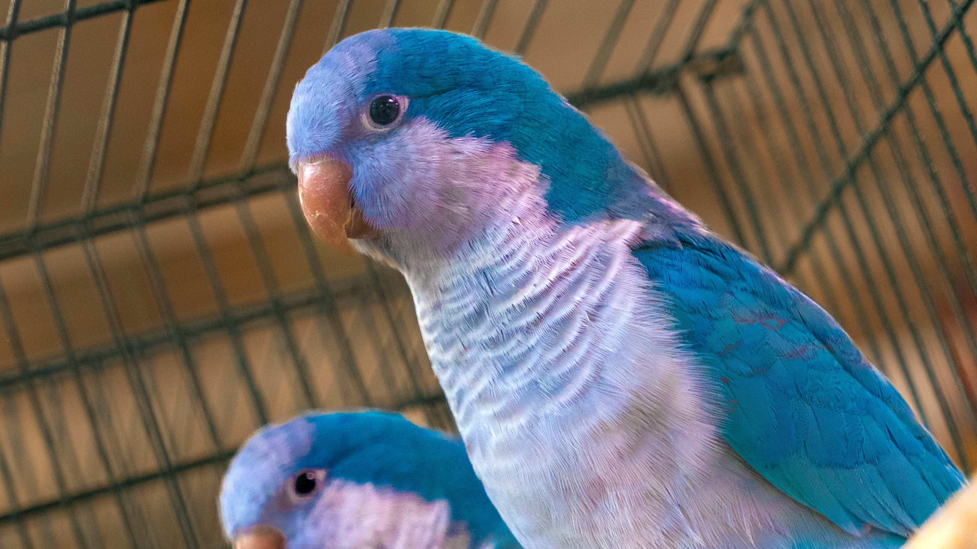Live Birds