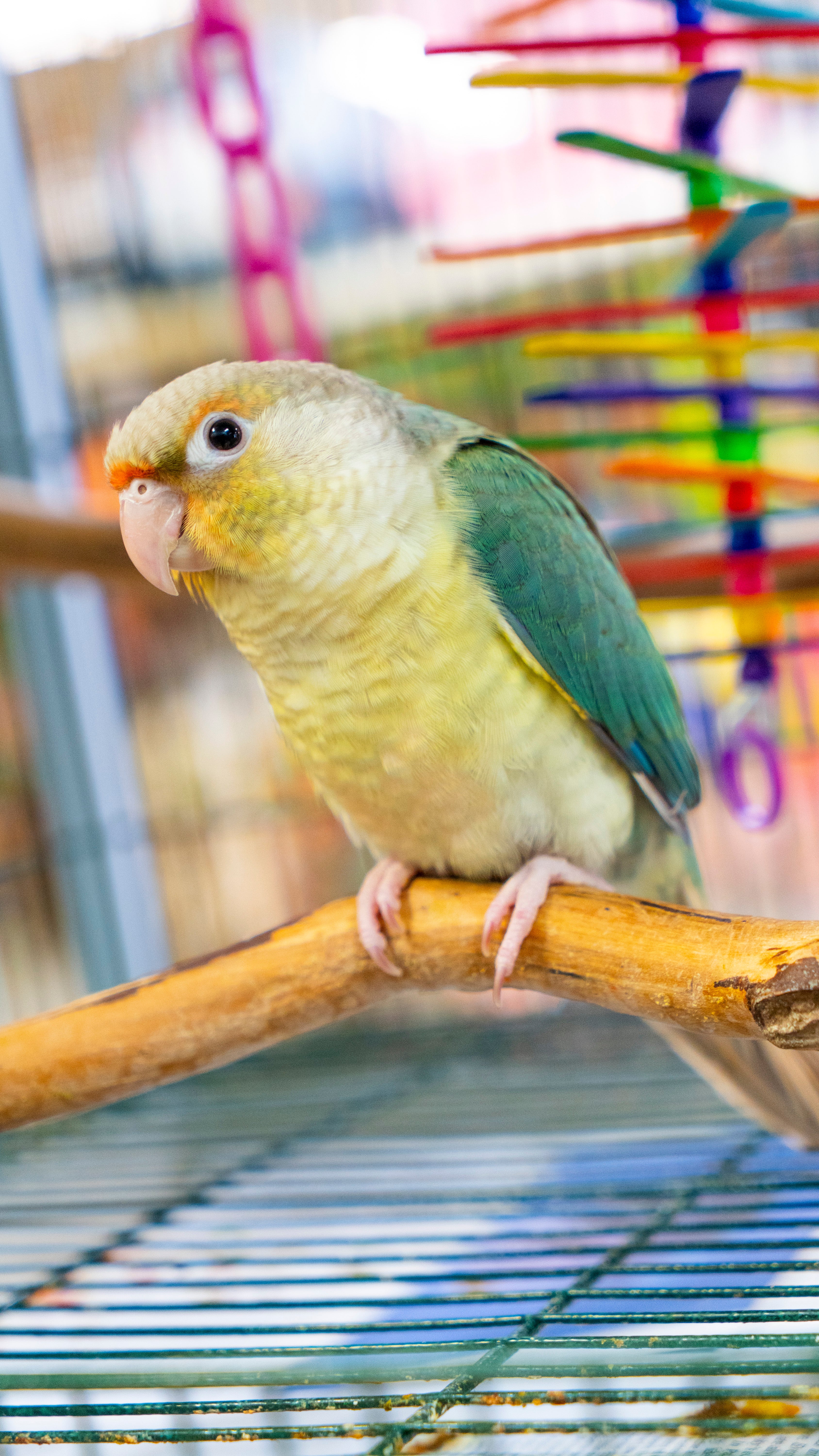 Live Birds