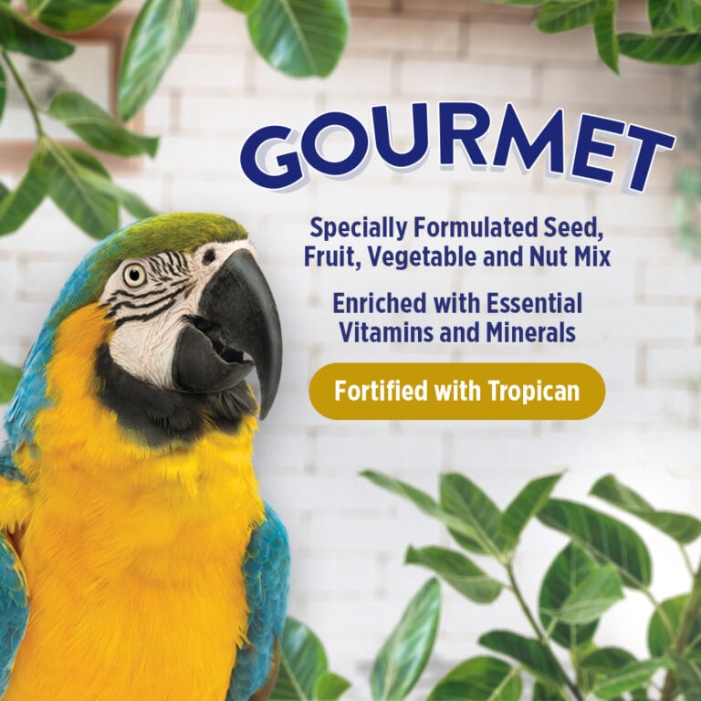Hagen B2821 Gourmet  Premium Seed Blend for Large Parrots