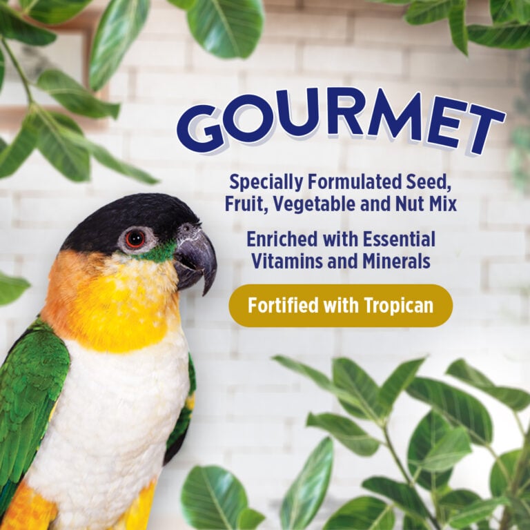 Hagen B2813 Gourmet  Premium Seed Blend for Parrots
