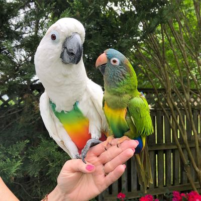 Avian Fashion 41121 Flight Suit Extra Large Rainbow
