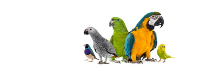 Shop Just 4 Birds online bird store for the best selection of cockatiel, wild and exotic birds, bird food, bird feeders, bird cages, bird toys, bird treats, supplements and bird grooming products. Low prices and the best customer service!