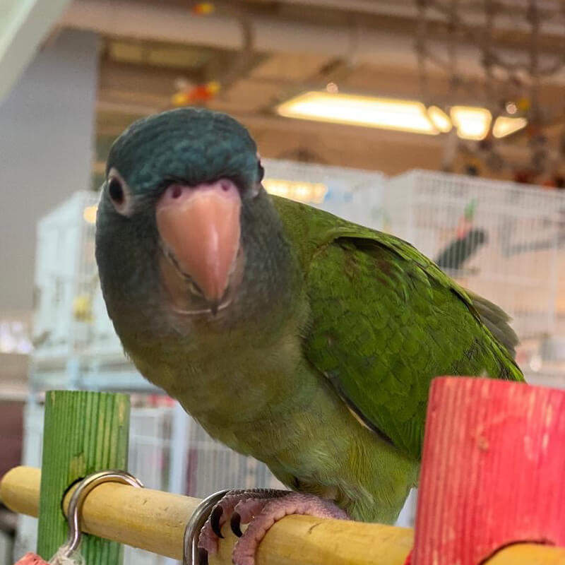 Live Birds
