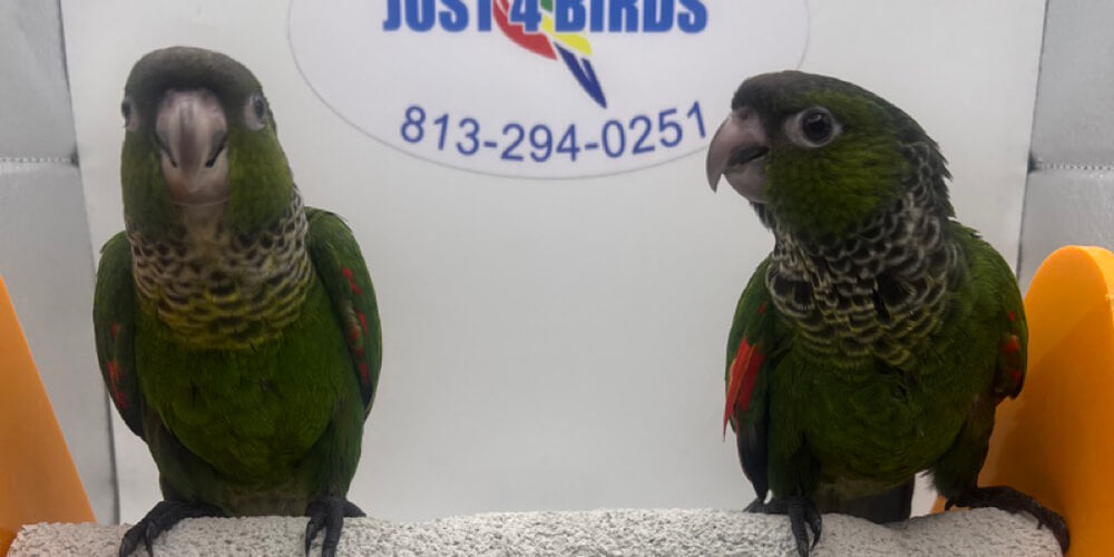 Live Birds