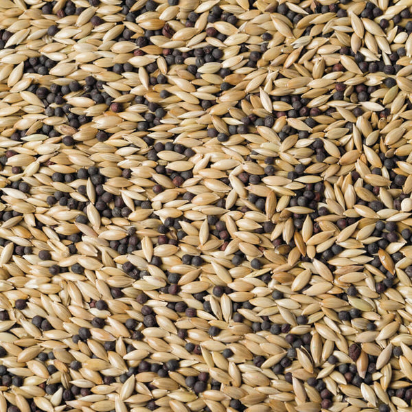 Scarlett Natural Canary Seed