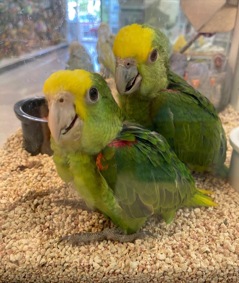 Amazon parrots for sale