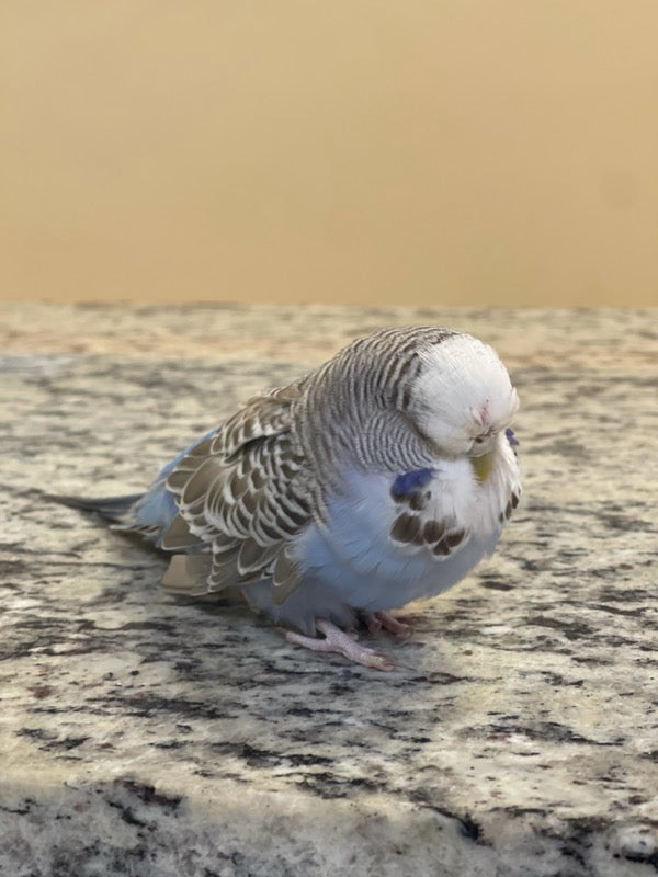 English Budgies for sale