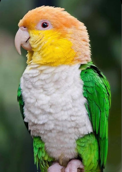Caique bird hotsell