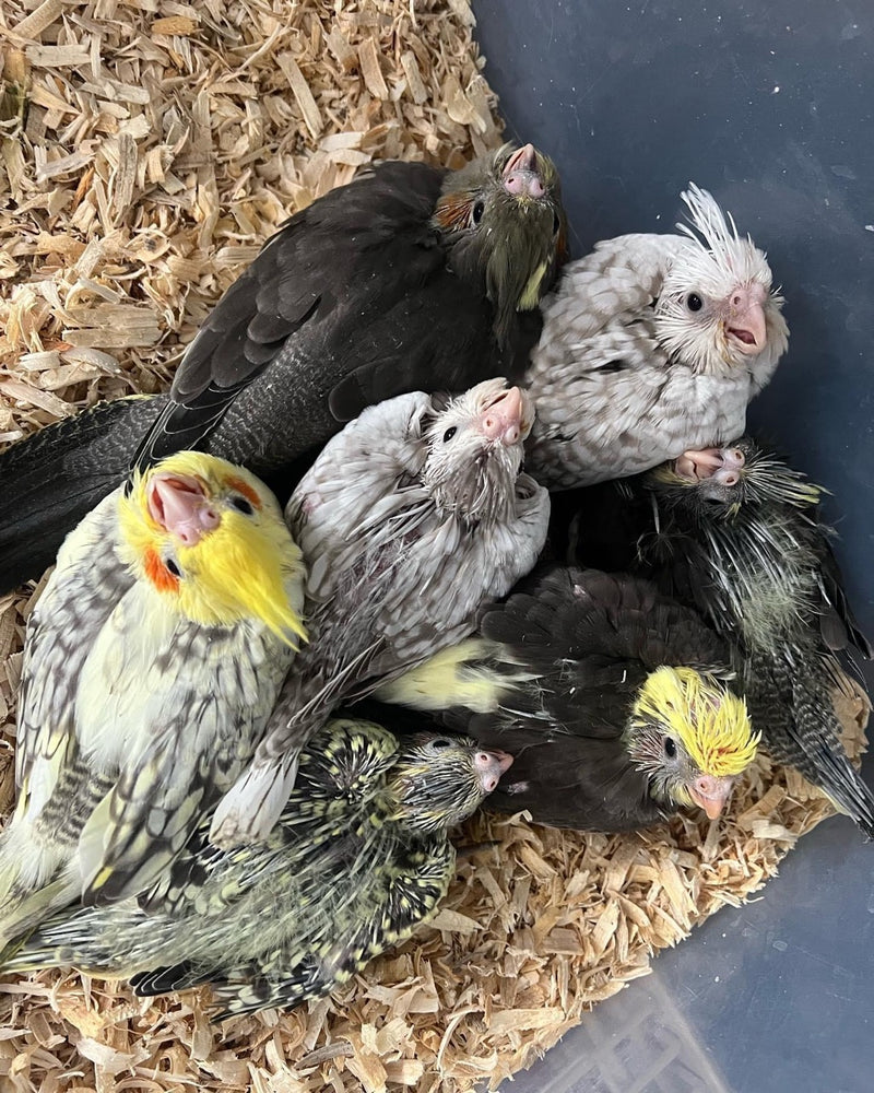 Cockatiels for sale