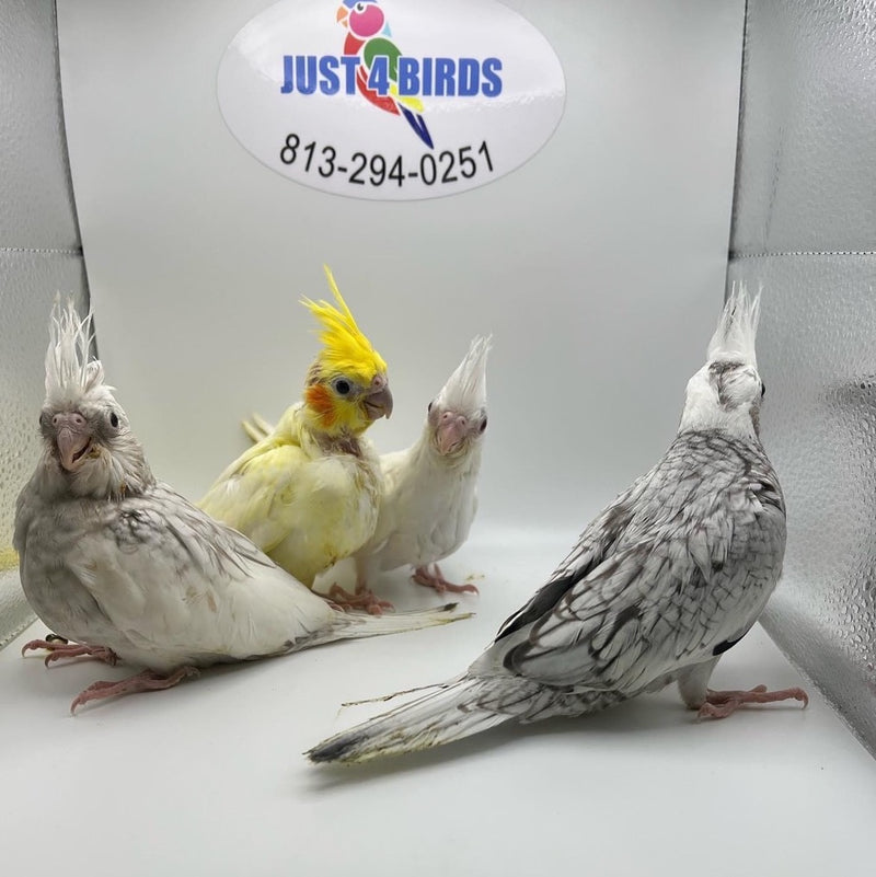 Cockatiels for sale
