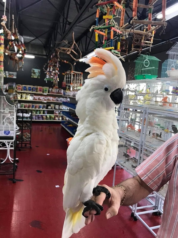 Cockatoos for sale