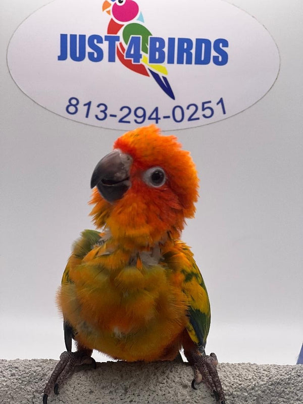 Conures for sale