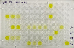 Bird DNA & Disease Tests