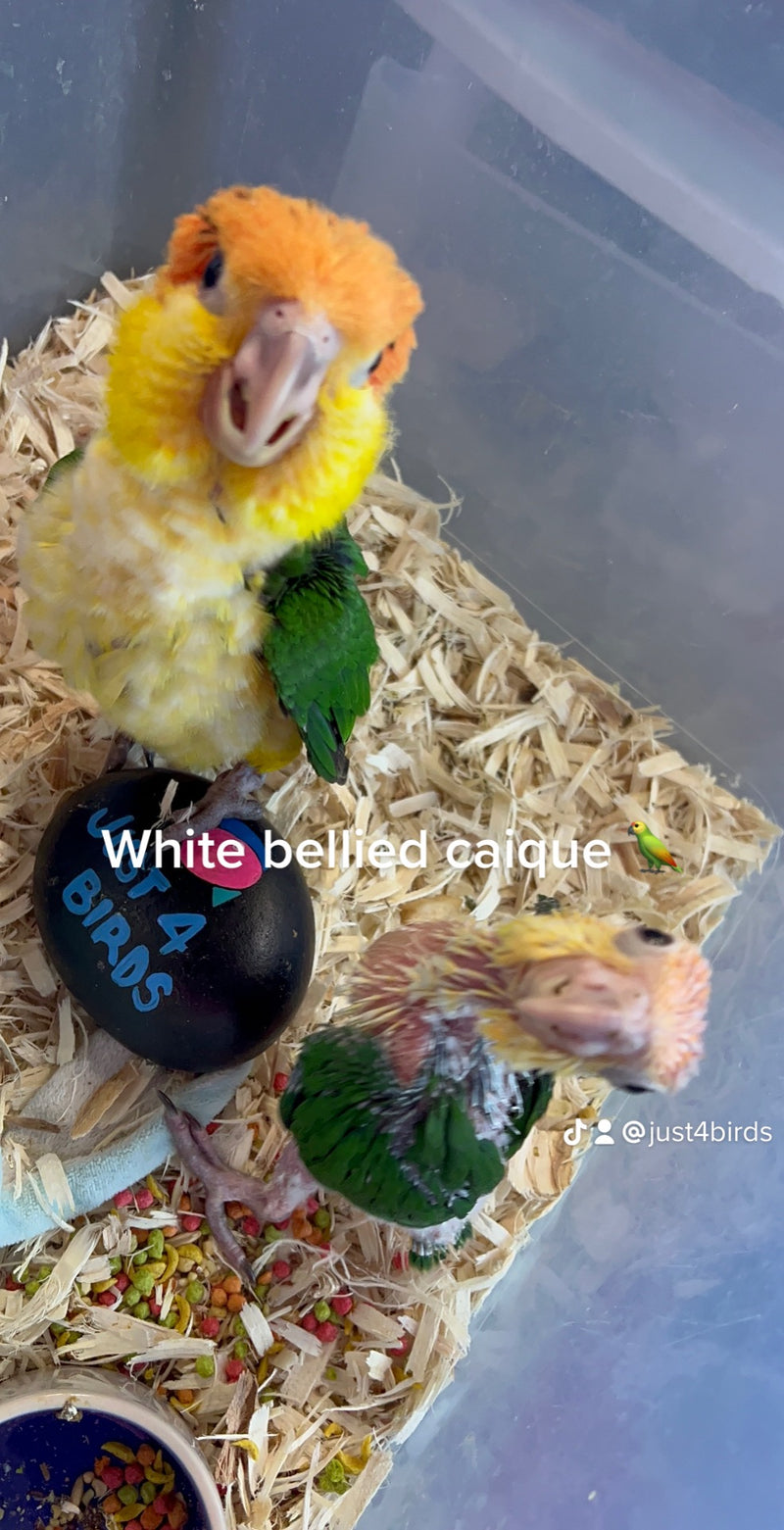 Caique