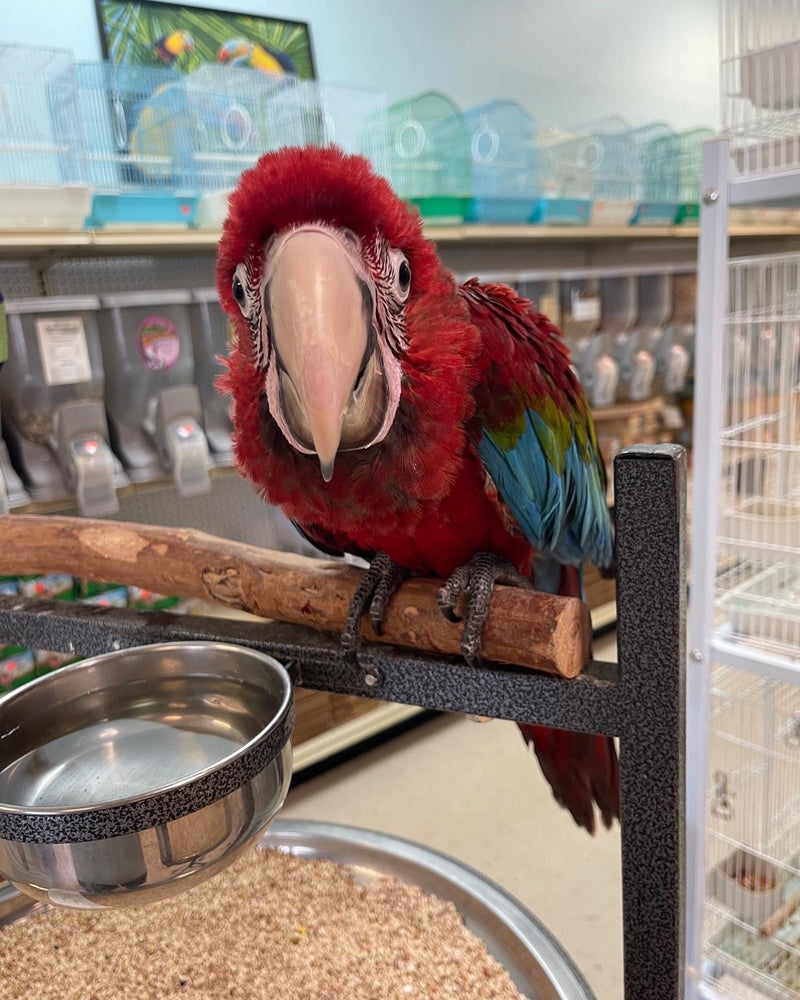 Macaw for sale