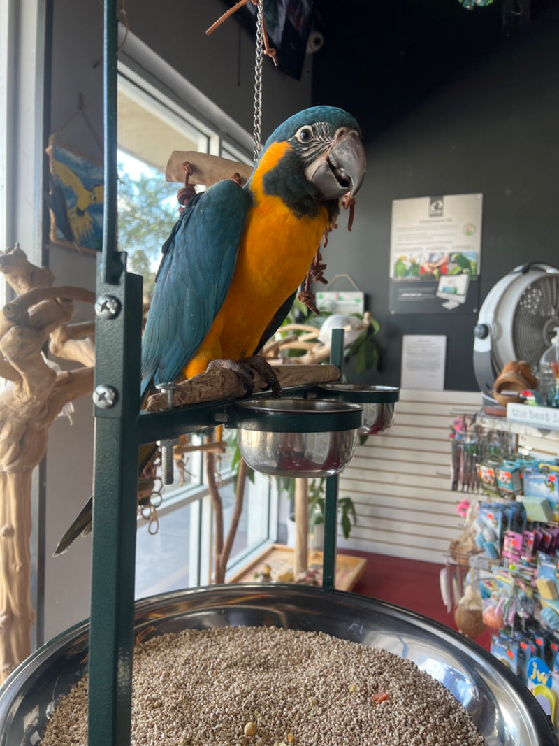 Macaw for sale