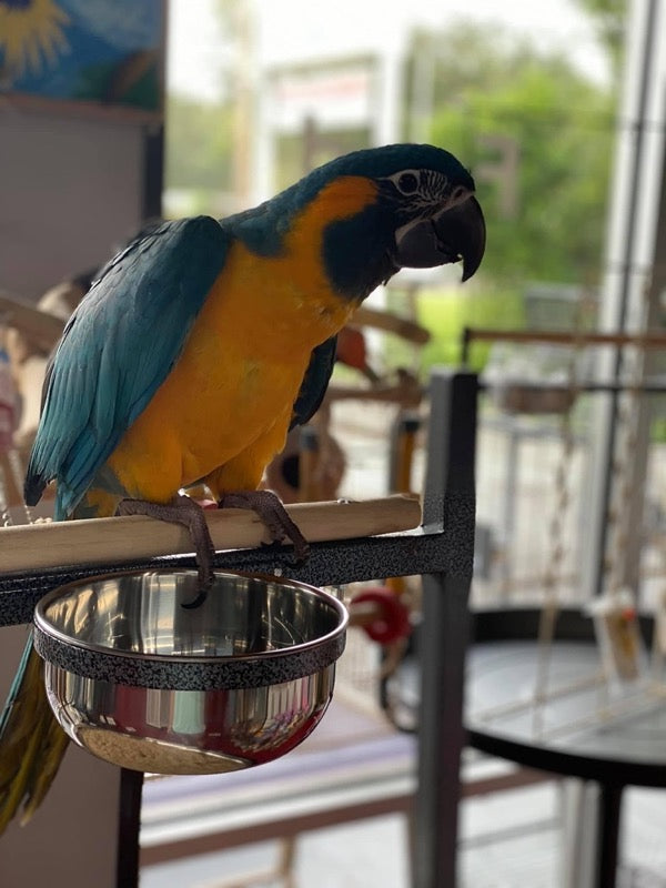 Blue-throated Macaw for sale