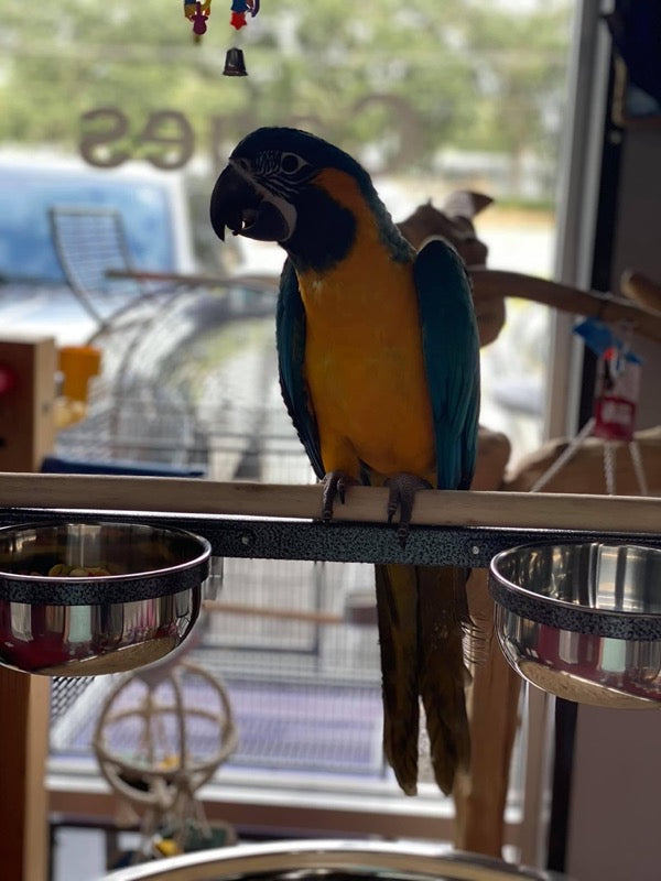 Blue-throated Macaw for sale
