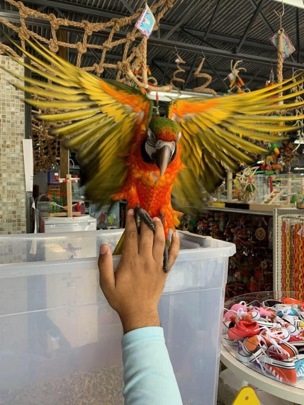 Harlequin Macaw for sale