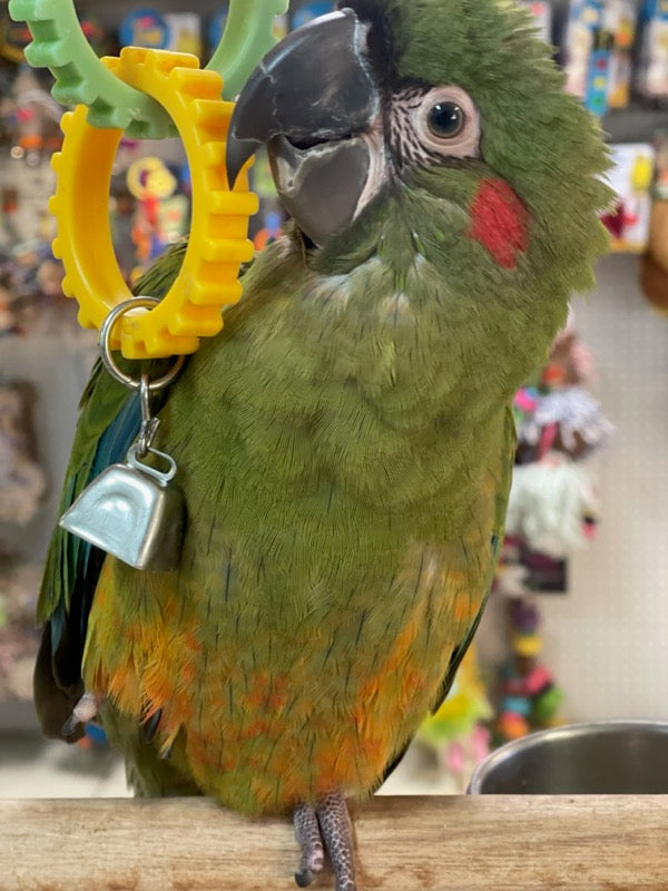 Red-fronted Macaw for sale