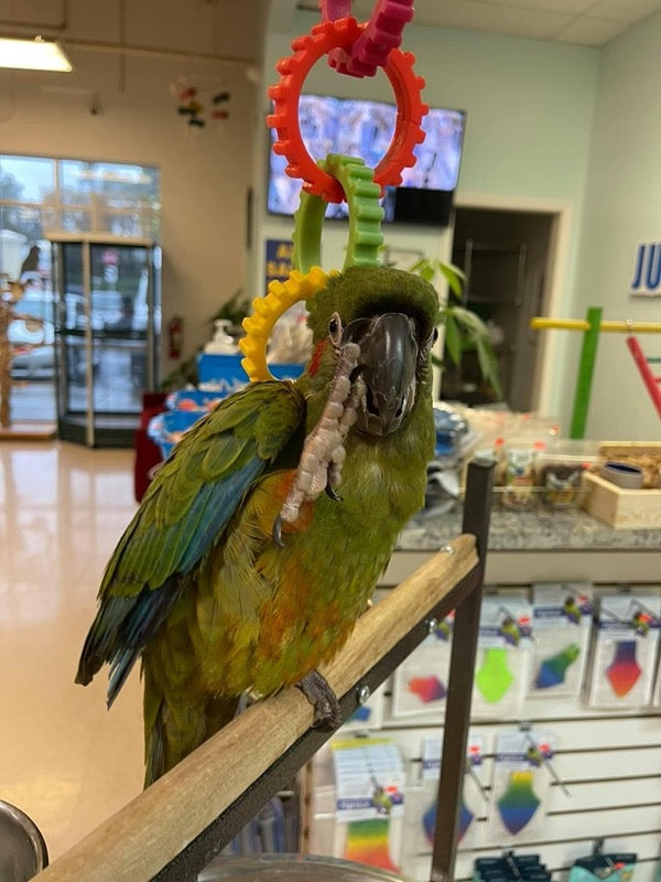 Red-fronted Macaw for sale