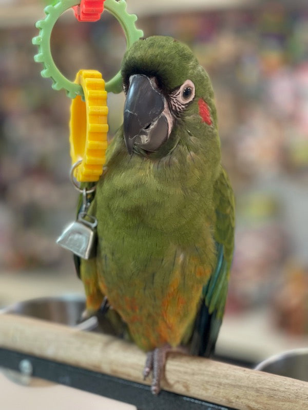 Red-fronted Macaw for sale