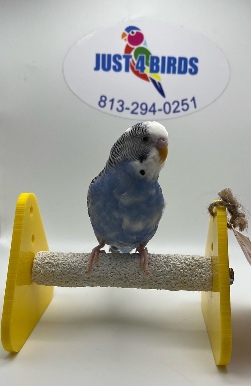 Parakeet (Hand fed)