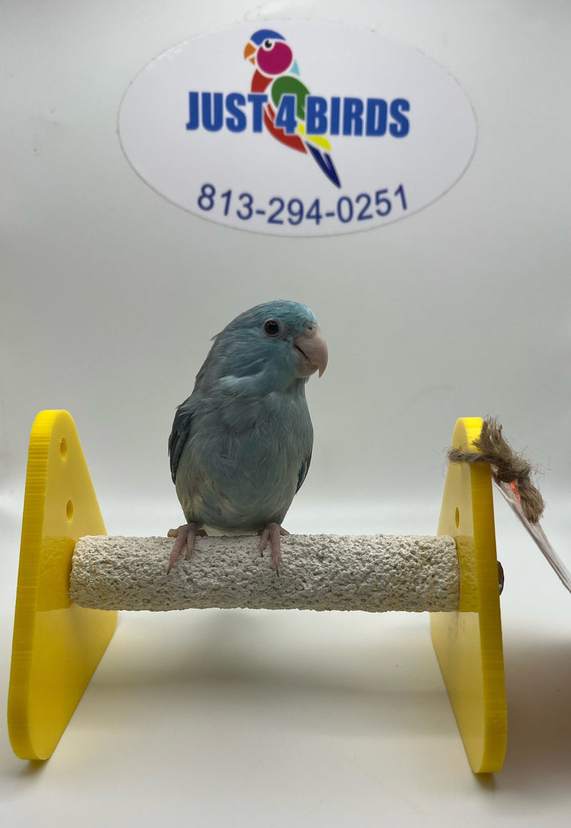 Parrots for sale