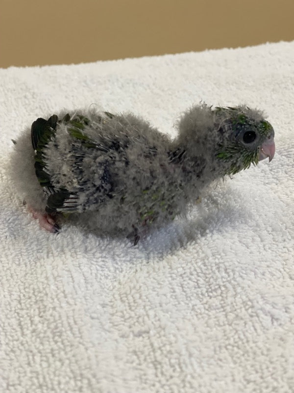 Parakeets for sale