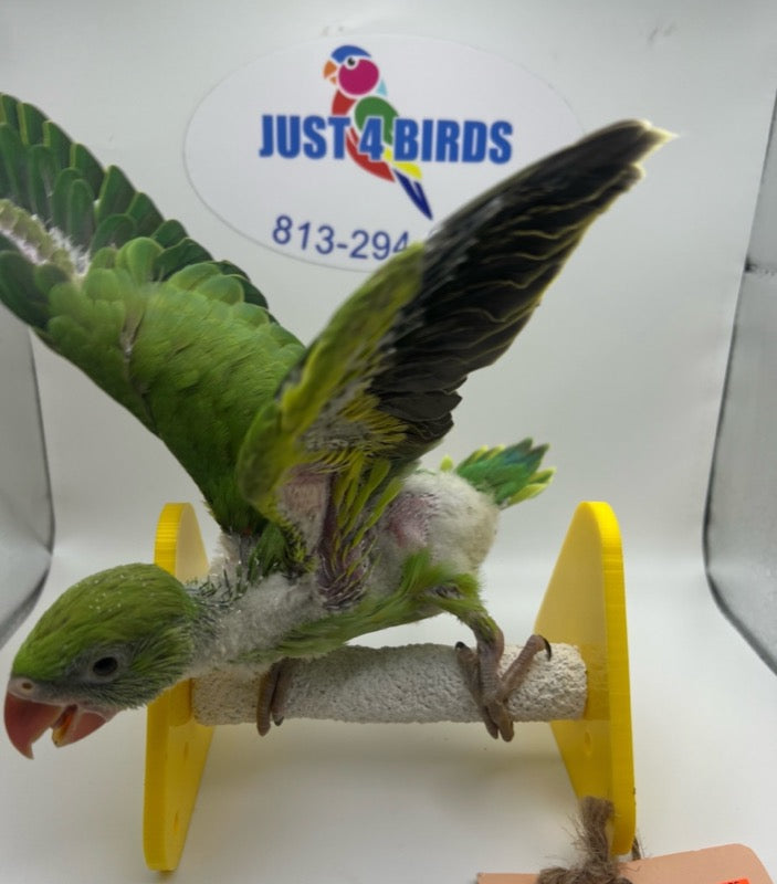 Green Indian ring-necked parakeet 