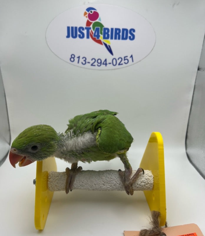 Green Indian ring-necked parakeet 