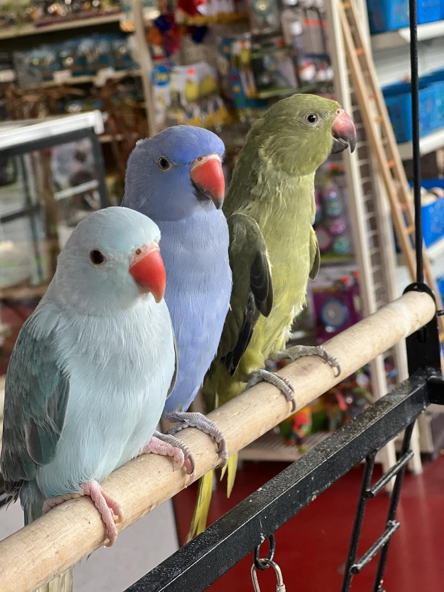 Parakeet Just4Birds