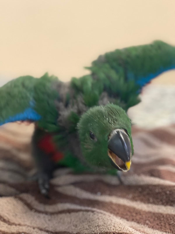 Eclectus Parrot for sale