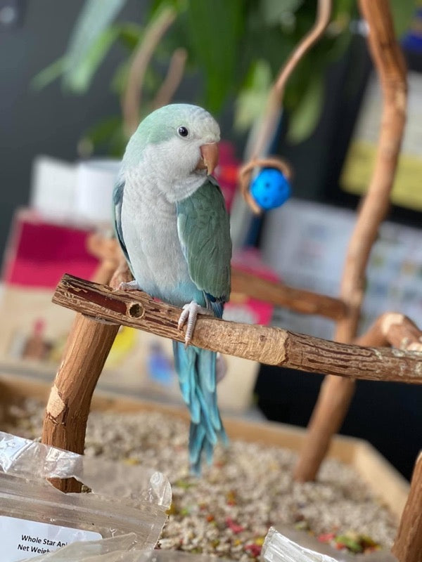 Quaker Parrot for sale